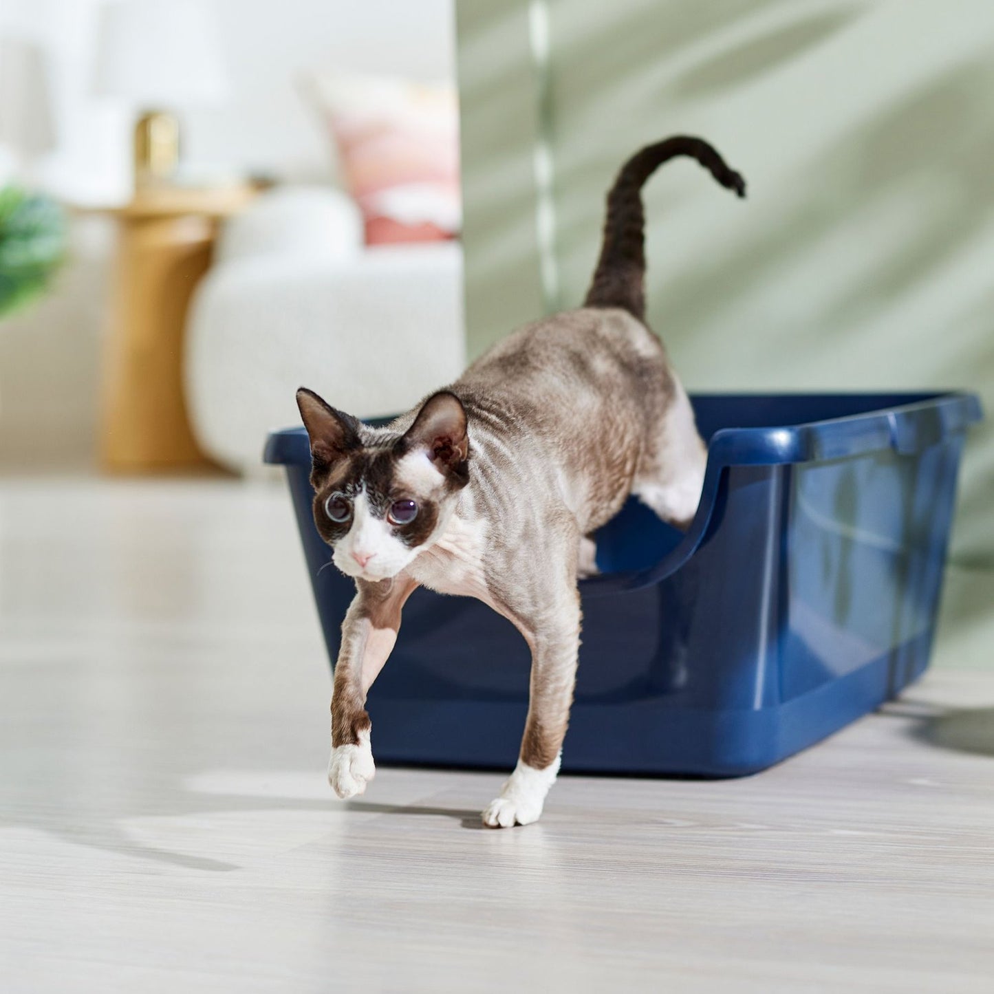 Best Litter Box Advice by Bella Litter – Your Cat Care Expert