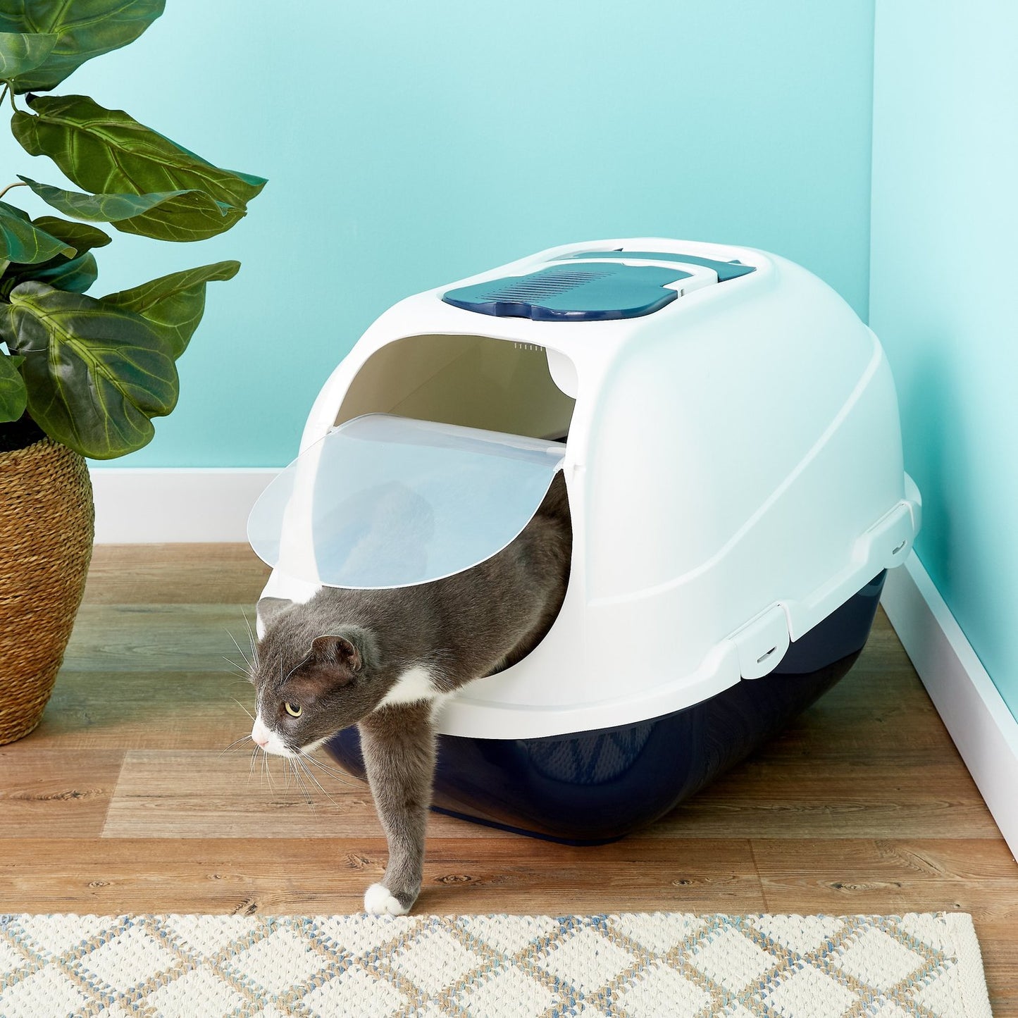 Best Litter Box Advice by Bella Litter – Your Cat Care Expert