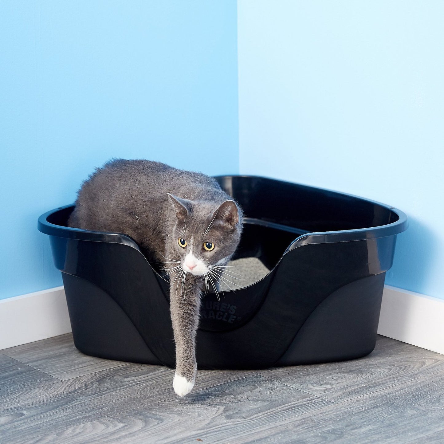 Best Litter Box Advice by Luna Litter – Your Cat Care Expert