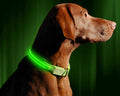 Best Dog Collar Advice by Carlos Collara – Your Pet Accessory Expert