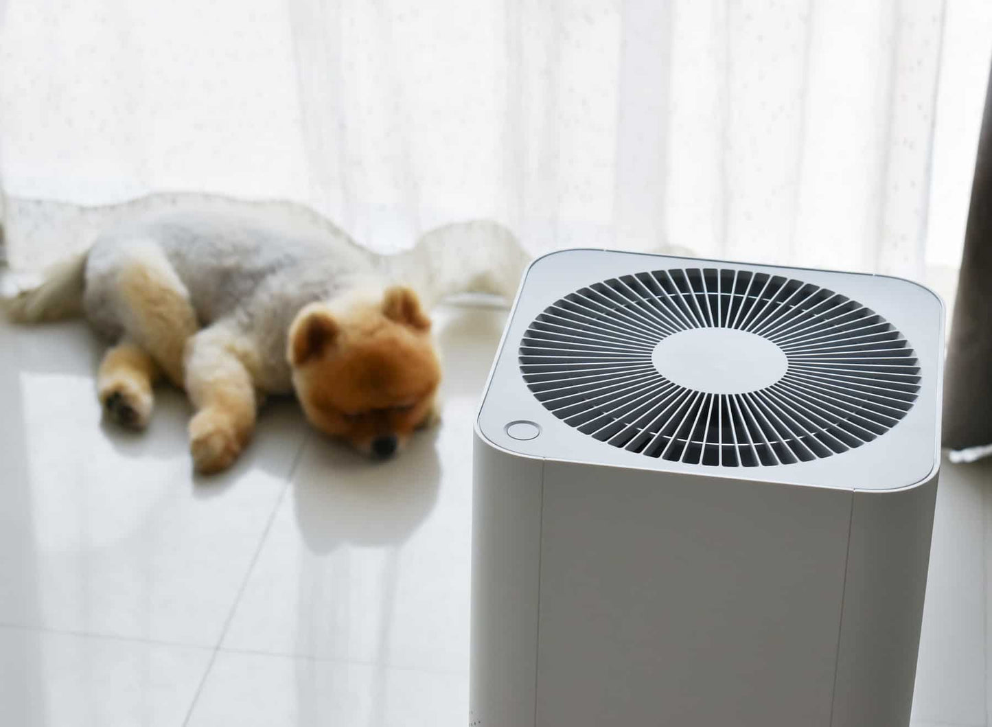 Best Air Purifier Advice by Alex Purify – Your Pet Clean Air Expert