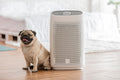 Best Air Purifier Advice by Alex Purify – Your Pet Clean Air Expert