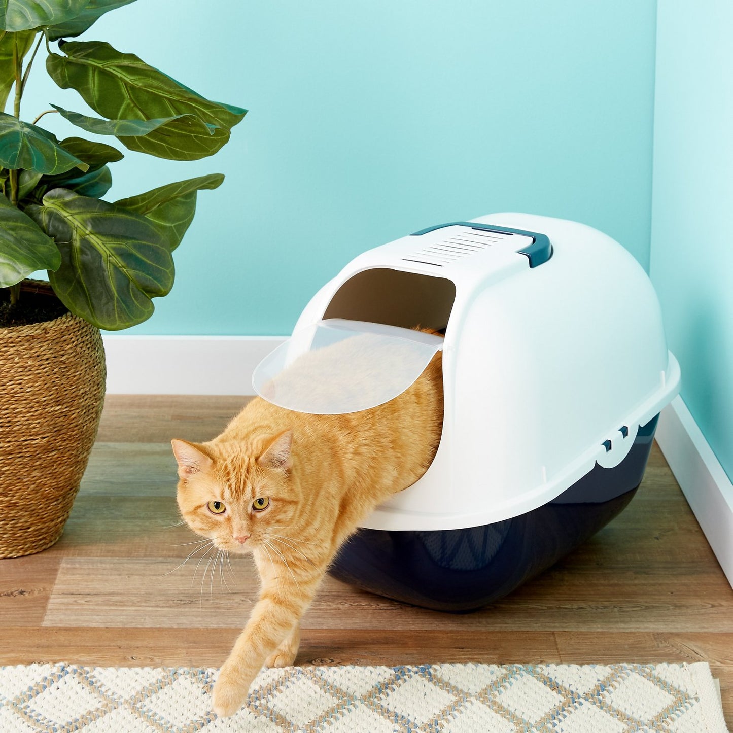 Best Litter Box Advice by Bella Litter – Your Cat Care Expert