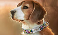 Best Dog Collar Advice by Carlos Collara – Your Pet Accessory Expert