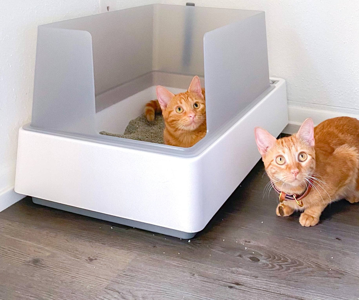 Best Cat Litter Box Advice by Catherine Litterbox – Your Pet Care Expert