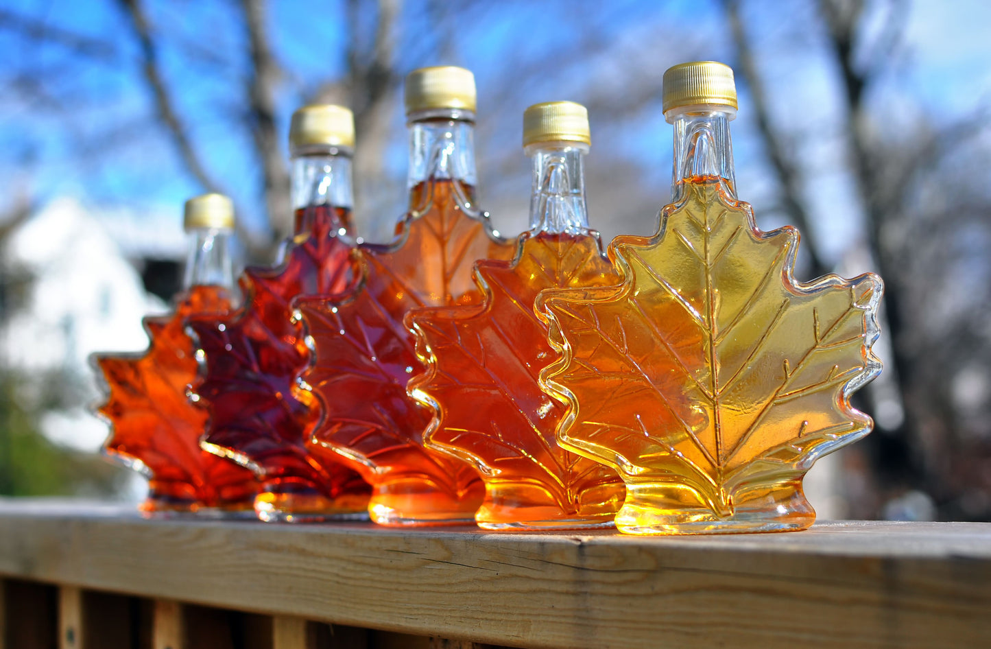 Best Free Advice by Maple Syrupson – Your Maple Syrup Expert